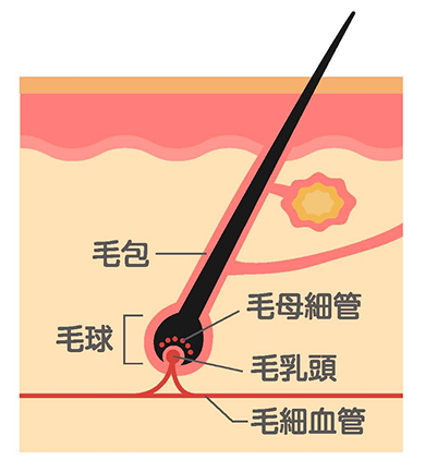 毛包の構造