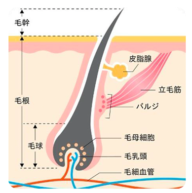 医療レーザーが毛根周辺の発毛組織に熱を届ける仕組み