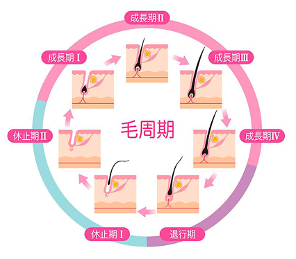 成長期、退行期、休止期を繰り返す毛周期の図