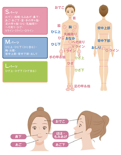 女性の全身、VIO、顔の対象部位イメージ