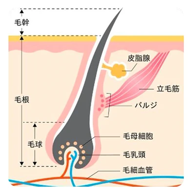 山口でジェントルマックスプロプラスを導入し、メンズ医療脱毛（ヒゲ脱毛）を提供している あんの循環器・総合クリニックの医療レーザーが発毛組織に作用する仕組みの図